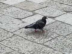 Columba livia domestica