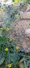 Porophyllum linaria