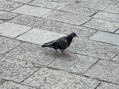Columba livia domestica