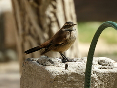 Cinclodes albiventris