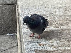 Columba livia domestica