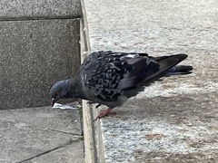 Columba livia domestica