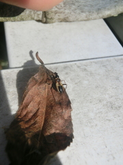 Himacerus mirmicoides