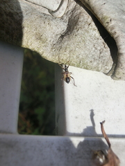 Himacerus mirmicoides