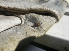 Himacerus mirmicoides