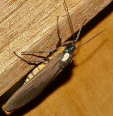 Opharus bimaculata