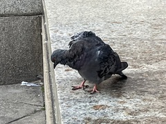 Columba livia domestica