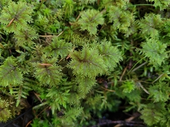 Hylocomium splendens