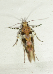 Aristotelia roseosuffusella