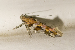 Aristotelia roseosuffusella