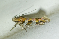 Aristotelia roseosuffusella