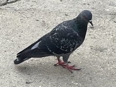 Columba livia domestica