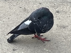 Columba livia domestica