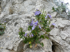 Campanula versicolor tenorei