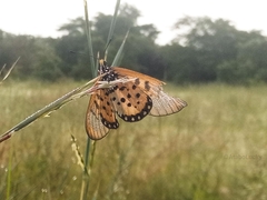 Acraea neobule neobule