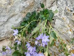 Campanula versicolor tenorei