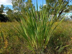 Iris lactea biglumis