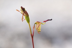 Caleana nigrita