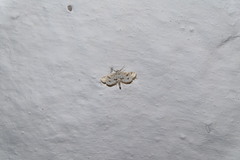 Parapoynx stratiotata