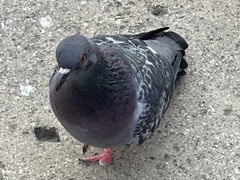 Columba livia domestica