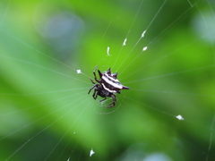 Gasteracantha doriae