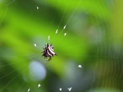 Gasteracantha doriae
