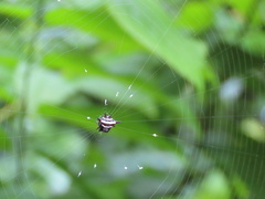 Gasteracantha doriae