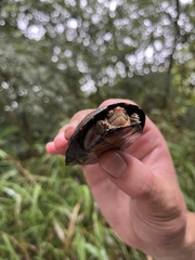 Kinosternon scorpioides