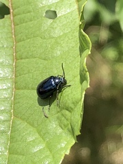 Agelastica alni