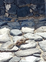 Atlantoxerus getulus