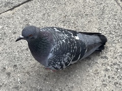 Columba livia domestica