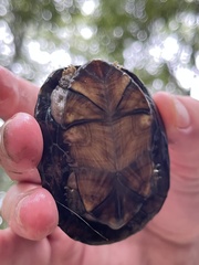 Kinosternon scorpioides