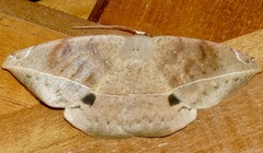 Oxydia peosinata