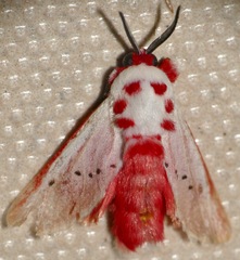 Trosia nigropunctigera