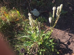 Sanguisorba canadensis