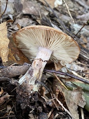 Amanita rubescens