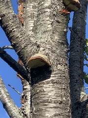 Fomitopsis