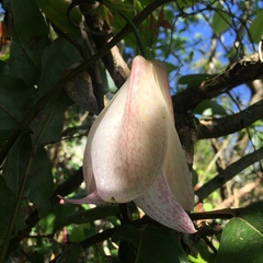 Lapageria rosea