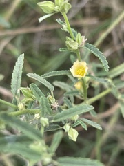 Sida alba