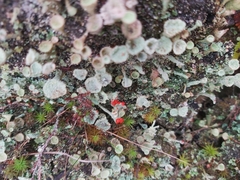 Cladonia diversa