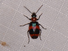 Lebia bitaeniata