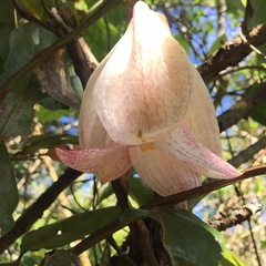 Lapageria rosea