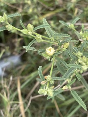 Sida alba
