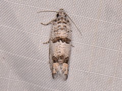 Pelochrista artesiana