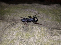 Hypoctonus rangunensis