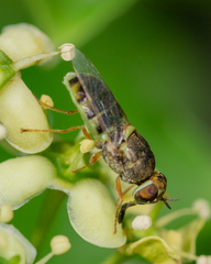 Hedriodiscus vertebratus