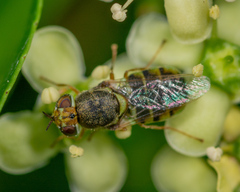 Hedriodiscus vertebratus