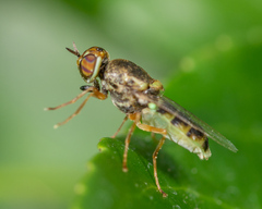 Hedriodiscus vertebratus