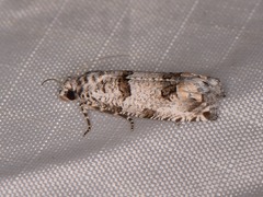 Pelochrista artesiana