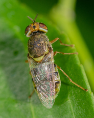 Hedriodiscus vertebratus